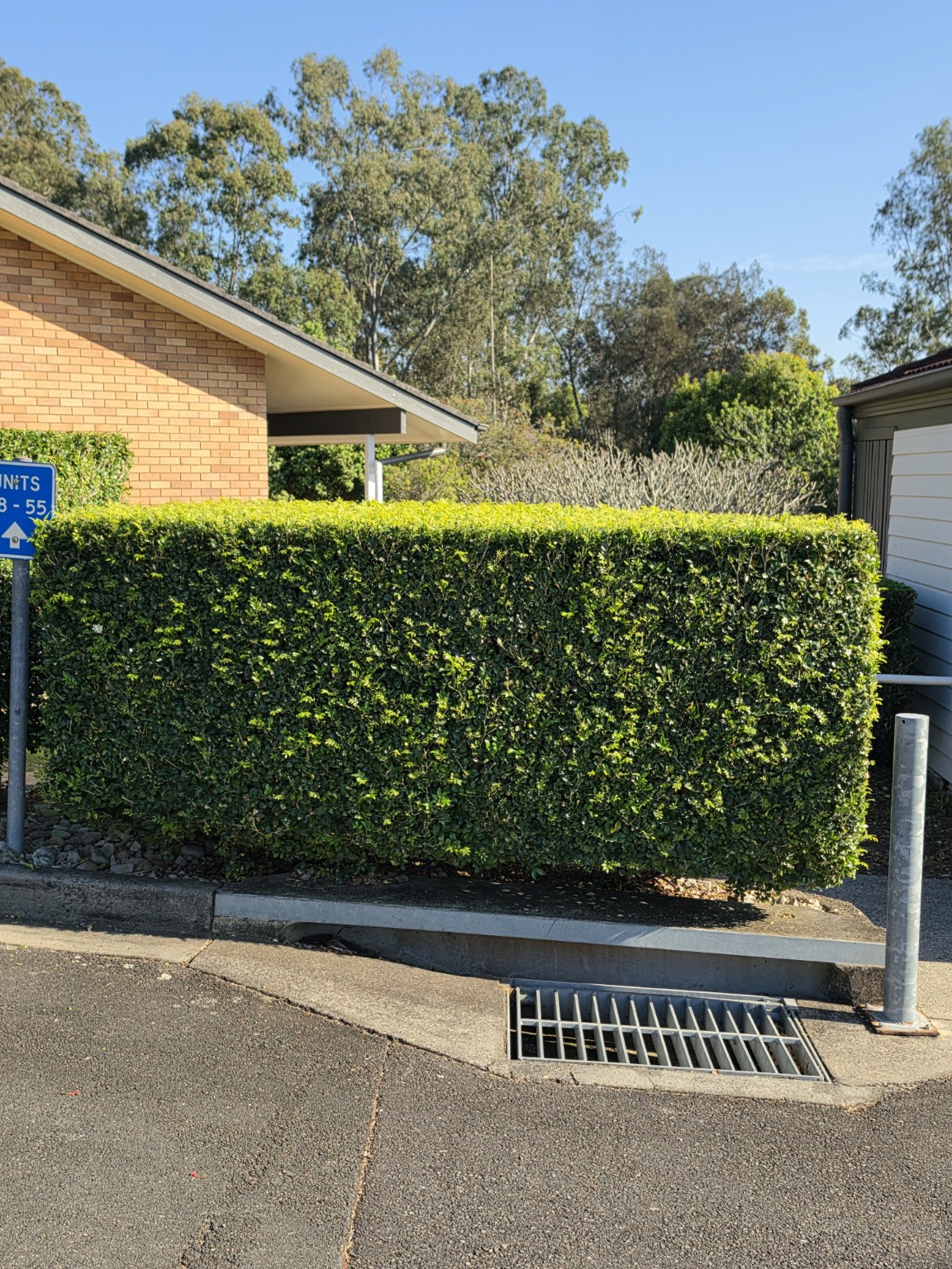 A rectangular hedge beside a residential walkway